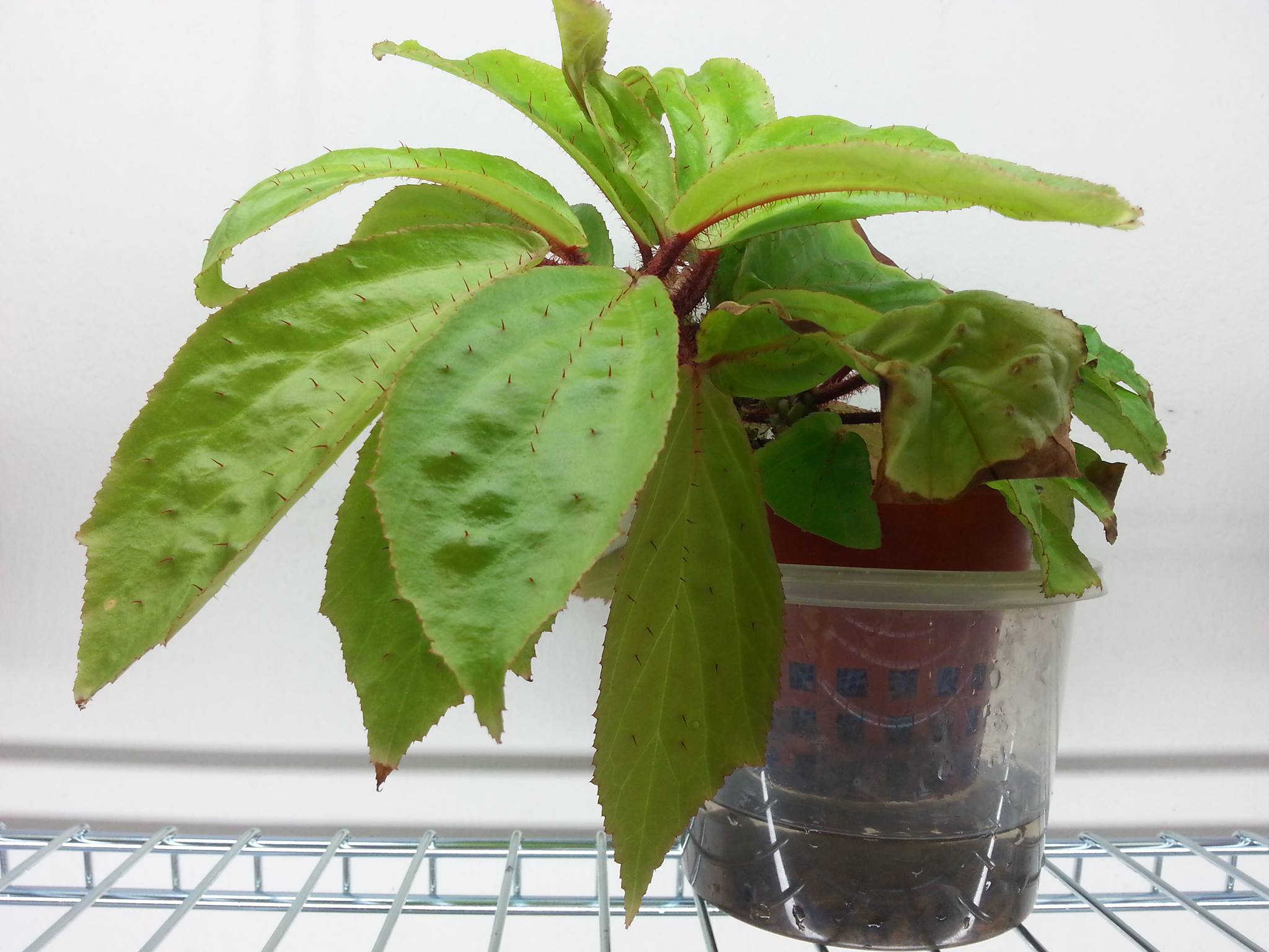 B. jugamensis